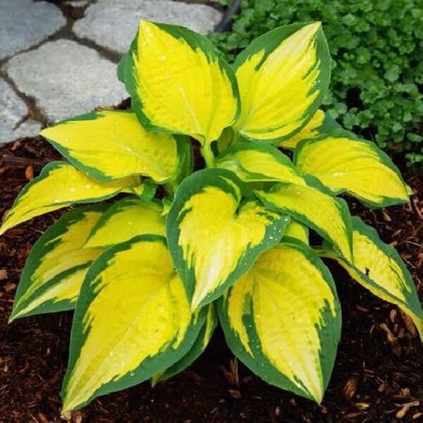 Funkia Orange Marmalade (Hosta) Sadzonka C2 (1).jpg