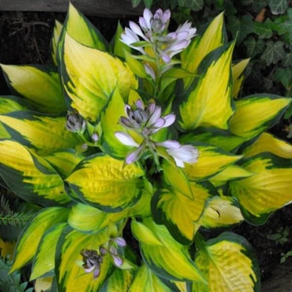 Funkia Orange Marmalade (Hosta) Sadzonka C2 (2).JPG