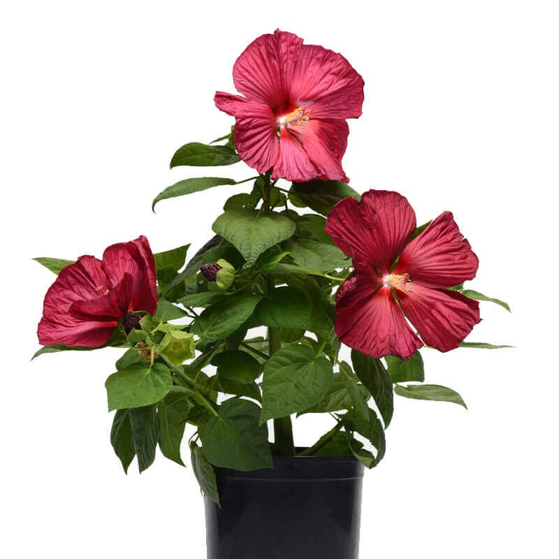 Hibiskus Bylinowy Luna Red Ogromne Kwiaty (Hibiscus) Sadzonka.jpg