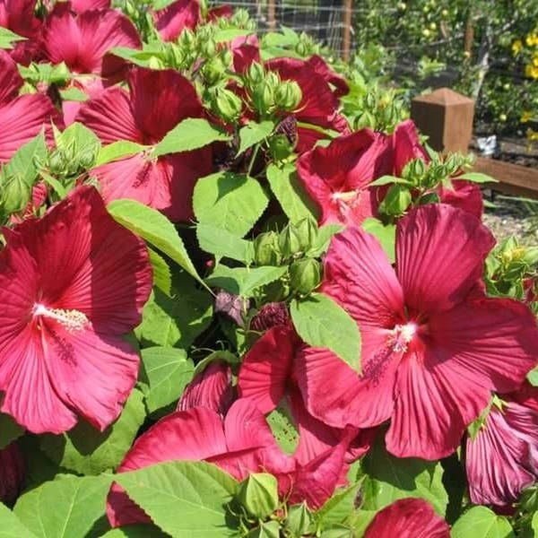 Hibiskus Bylinowy Luna Red Ogromne Kwiaty (Hibiscus) Sadzonka (3).jpg