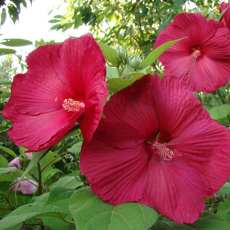 Hibiskus Bylinowy Luna Red Ogromne Kwiaty (Hibiscus) Sadzonka (2).jpg