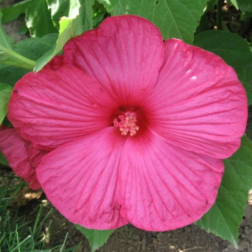 Hibiskus bylinowy Luna Rosa  sadzonka