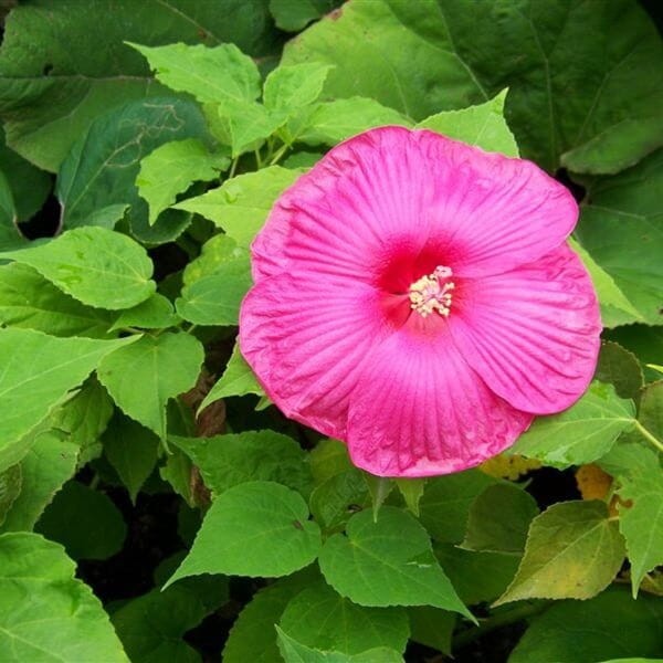 Hibiskus Bylinowy Luna Rosa Ogromne Kwiaty (Hibiscus) Sadzonka (2).JPG