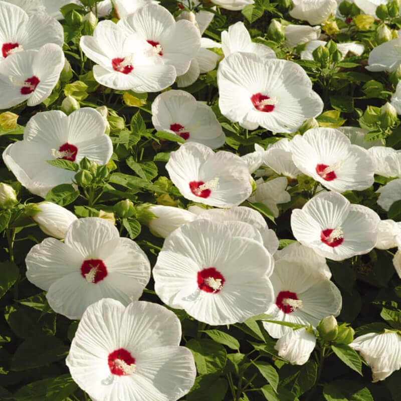 Hibiskus Bylinowy Luna White Ogromne Kwiaty (Hibiscus) Sadzonka.jpg