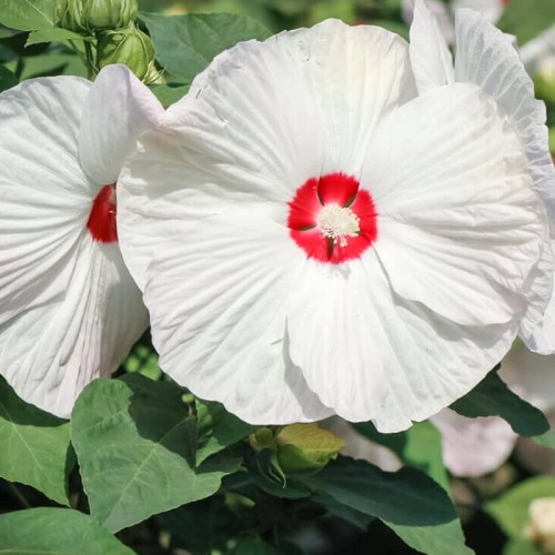 Hibiskus bylinowy Luna White  sadzonka