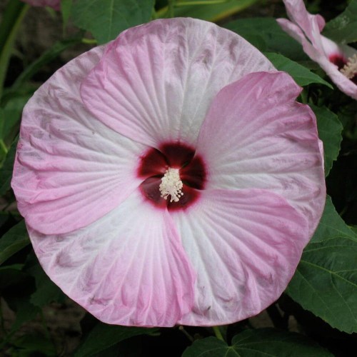 Hibiskus bylinowy Pink Swirl  sadzonka