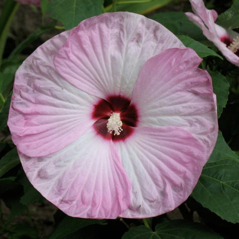 Hibiskus Bylinowy Pink Swirl Ogromne Kwiaty (Hibiscus) Sadzonka  (2).jpg
