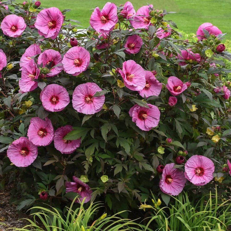 Hibiskus Bylinowy Summerific™ Ogromne Kwiaty 'Berry Awesome' Sadzonka P12 (2).Jpg