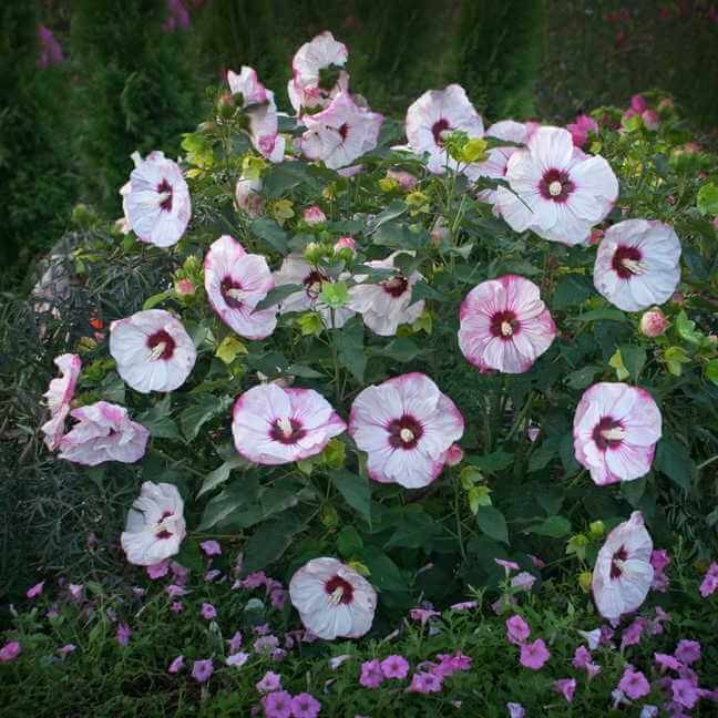 Hibiskus Bylinowy Summerific™ Ogromne Kwiaty 'Cherry Cheesecake' Sadzonka.jpg