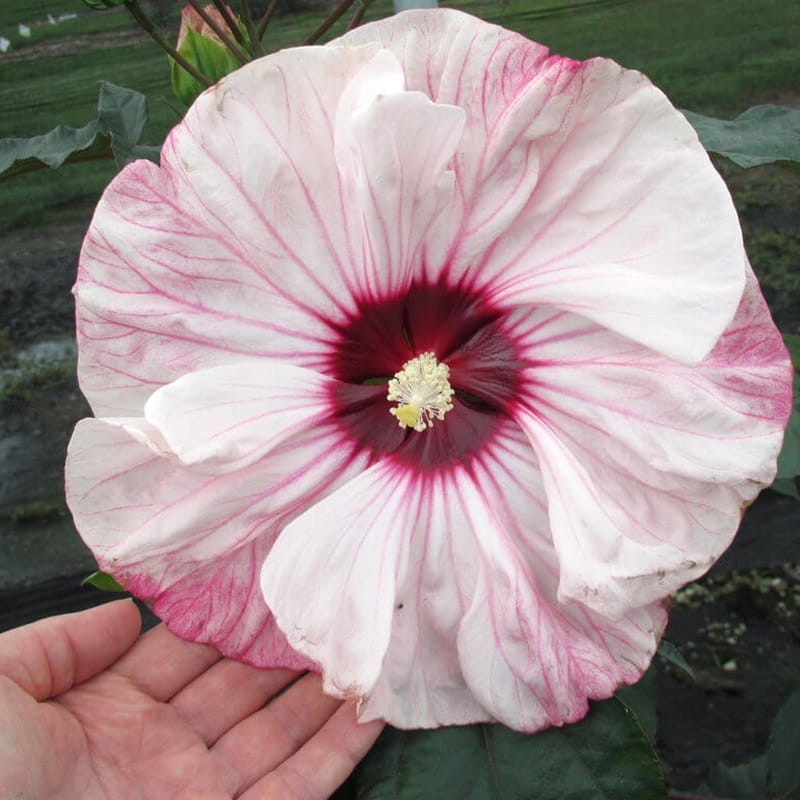 Hibiskus Bylinowy Summerific™ Ogromne Kwiaty 'Cherry Cheesecake' Sadzonka (3).jpg