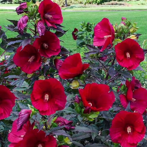 Hibiskus bylinowy Summerific™ Midnight Marvel sadzonka P12