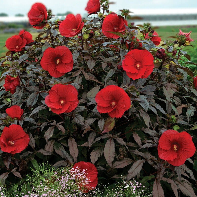 Hibiskus Bylinowy Summerific™ Ogromne Kwiaty 'Midnight Marvel' Sadzonka P12 (2).jpg