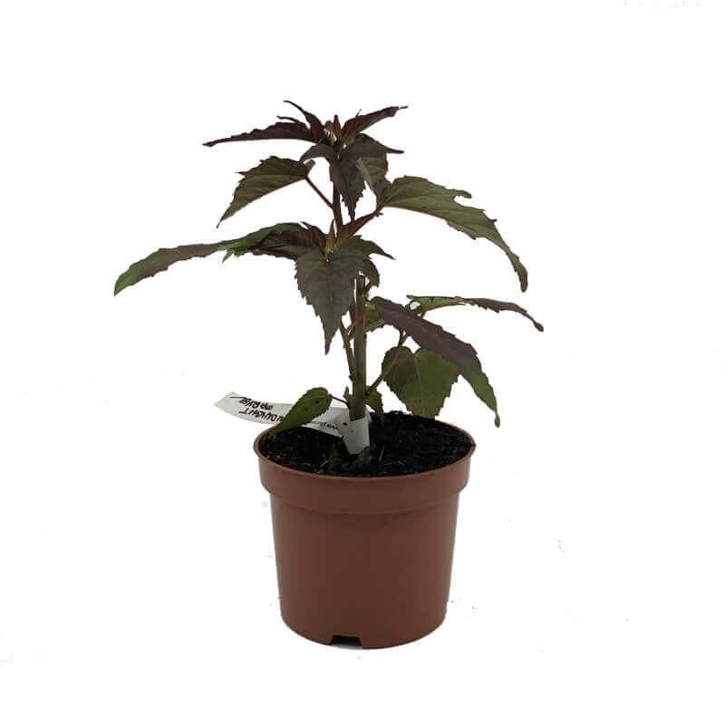 Hibiskus Bylinowy Summerific™ Ogromne Kwiaty 'Midnight Marvel' Sadzonka P12 (3).jpg