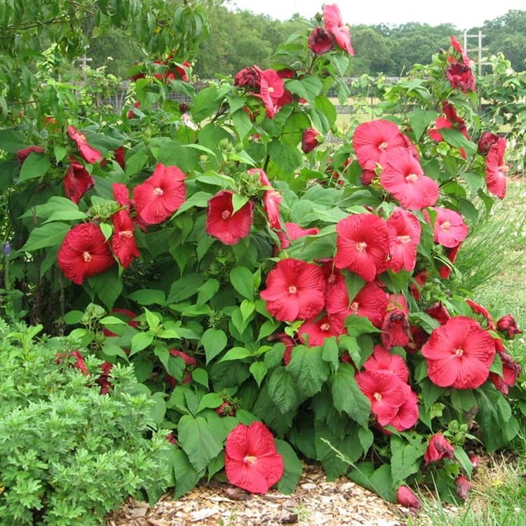 Hibiskus Bylinowy Summerific™ Ogromne Kwiaty 'My Valentine' Sadzonka (2).jpg