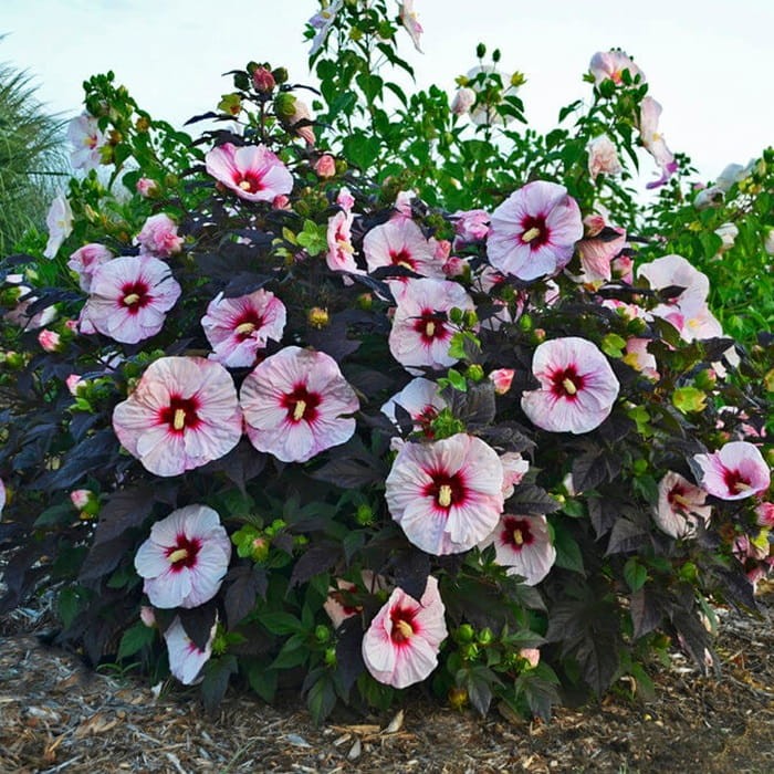 Hibiskus Bylinowy Summerific™ Ogromne Kwiaty 'Perfekt Storm' Sadzonka (3).jpg