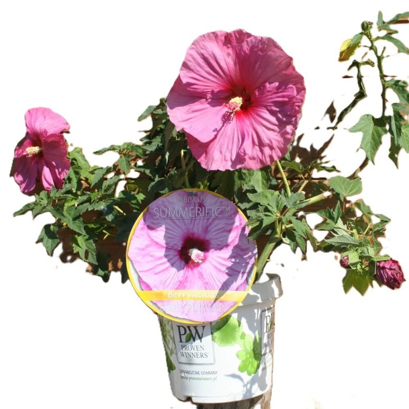 Hibiskus Bylinowy Summerific™ Ogromne Kwiaty 'Perfekt Storm' Sadzonka (2).JPG