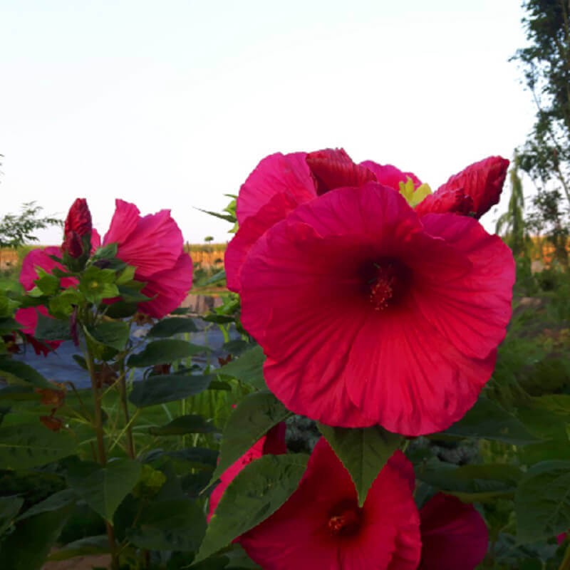 Hibiskus Bylinowy Summerific™ Ogromne Kwiaty 'Sultry Kiss' Sadzonka P12.jpg
