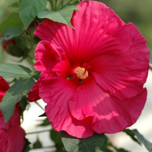 Hibiskus bylinowy Summerific™ Sultry Kiss sadzonka P12