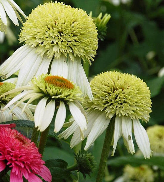 Jeżówka Coconut Lime (Echinacea) Sadzonka C1 (2).jpg