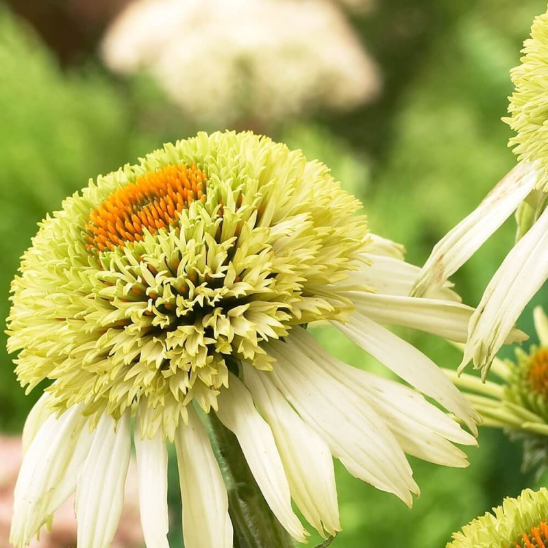 Jeżówka Coconut Lime (Echinacea) Sadzonka C1 (1).jpg