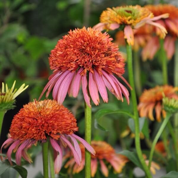 Jeżówka Guava Ice (Echinacea) Sadzonka C1 (1).jpg