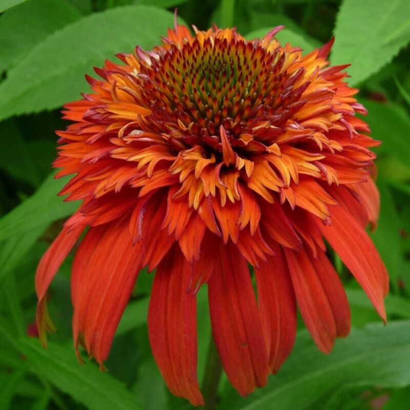 Jeżówka Hot Papaya (Echinacea) Sadzonka C1 (1).jpg