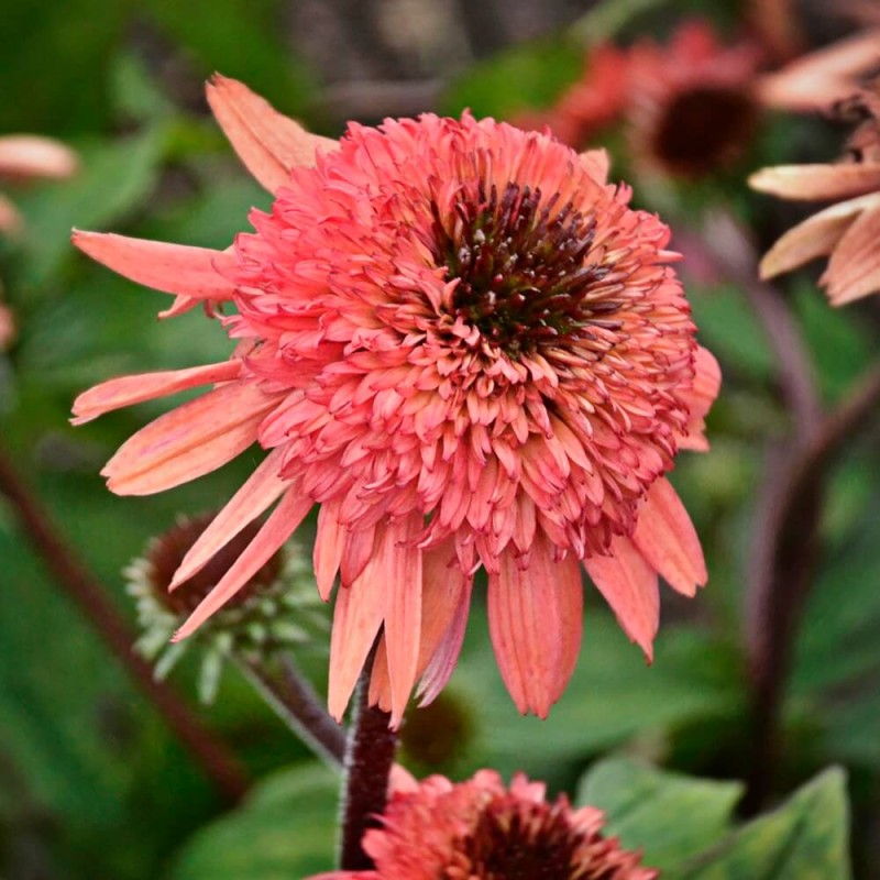 Jeżówka Raspberry Truffle (Echinacea) Sadzonka C1 (1).jpg