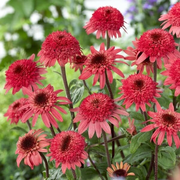 Jeżówka Raspberry Truffle (Echinacea) Sadzonka C1 (2).jpg