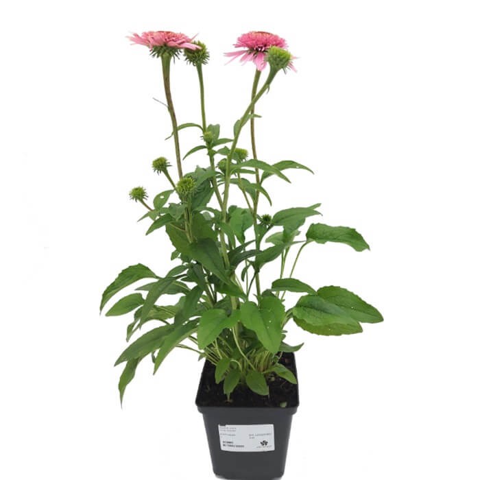 Jeżówka Raspberry Truffle (Echinacea) Sadzonka C1.jpg