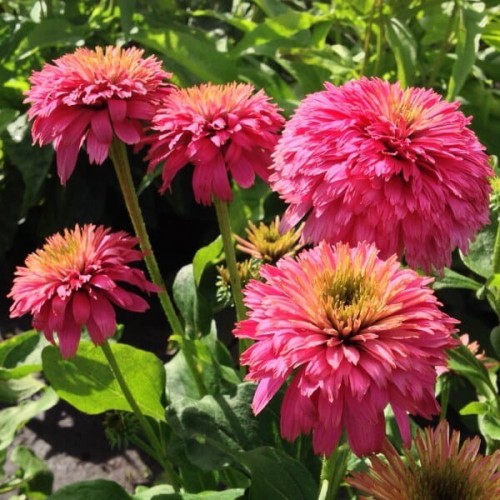 Jeżówka Pink Bon Bon sadzonka C1