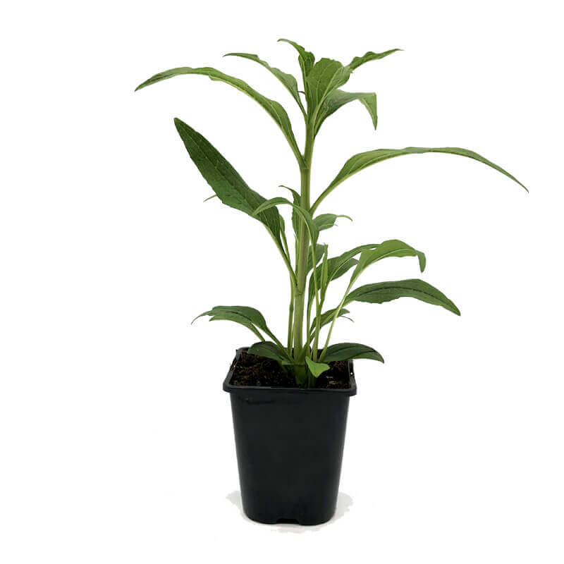 Jeżówka Pink Bon Bon (Echinacea) Sadzonka C1.jpg