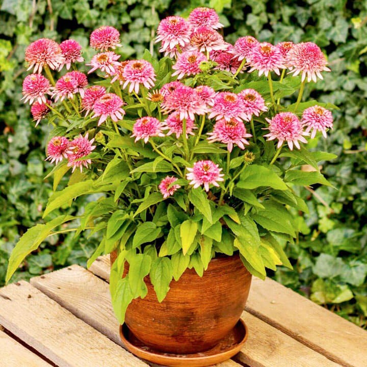 Jeżówka Butterfly Kisses (Echinacea) Sadzonka C1 (2).jpg