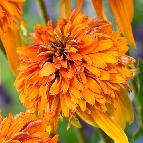 Jeżówka Marmalade sadzonka C1