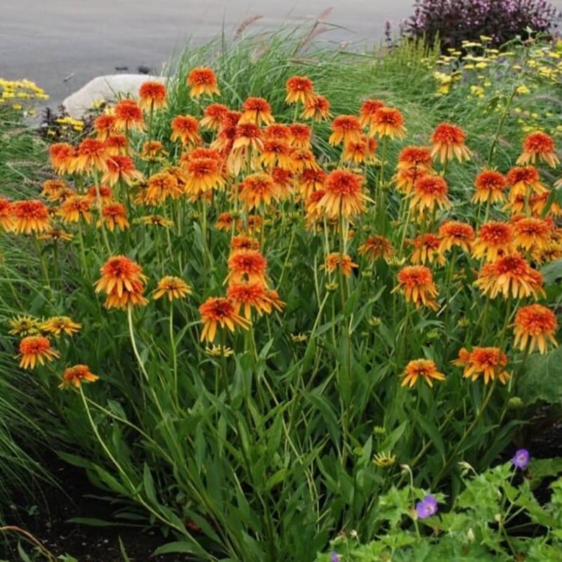 Jeżówka Marmalade (Echinacea) Sadzonka C1 (2).jpg