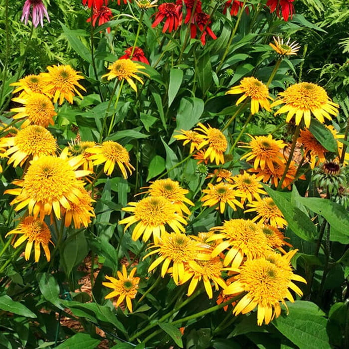 Jeżówka Secret Glow (Echinacea) Sadzonka C1 (2).jpg