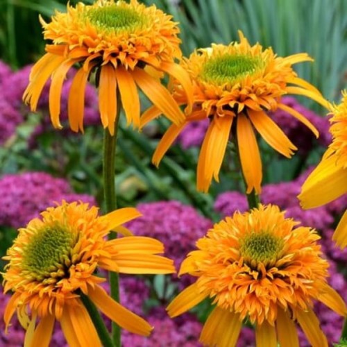 Jeżówka Secret Glow sadzonka C1