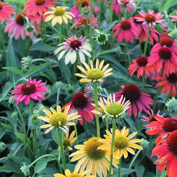 Jeżówka Green Twister (Echinacea) Sadzonka C1,5 (2).jpg