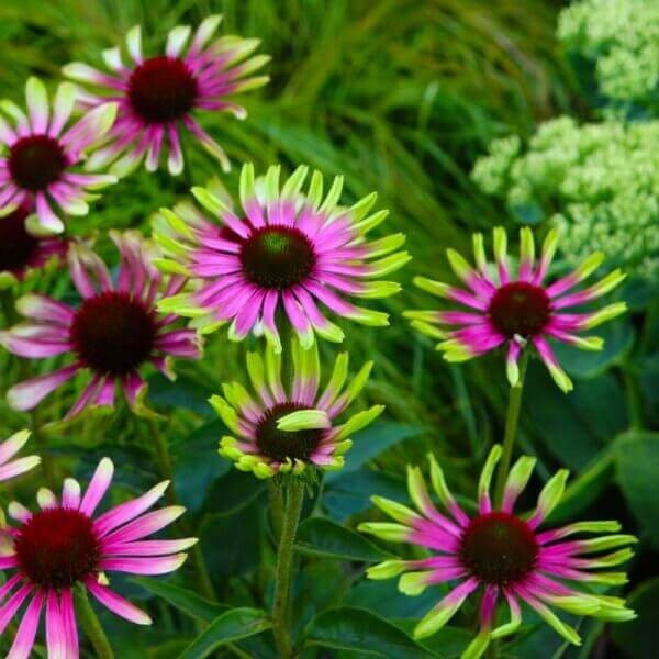 Jeżówka Green Twister (Echinacea) Sadzonka C1,5.jpg