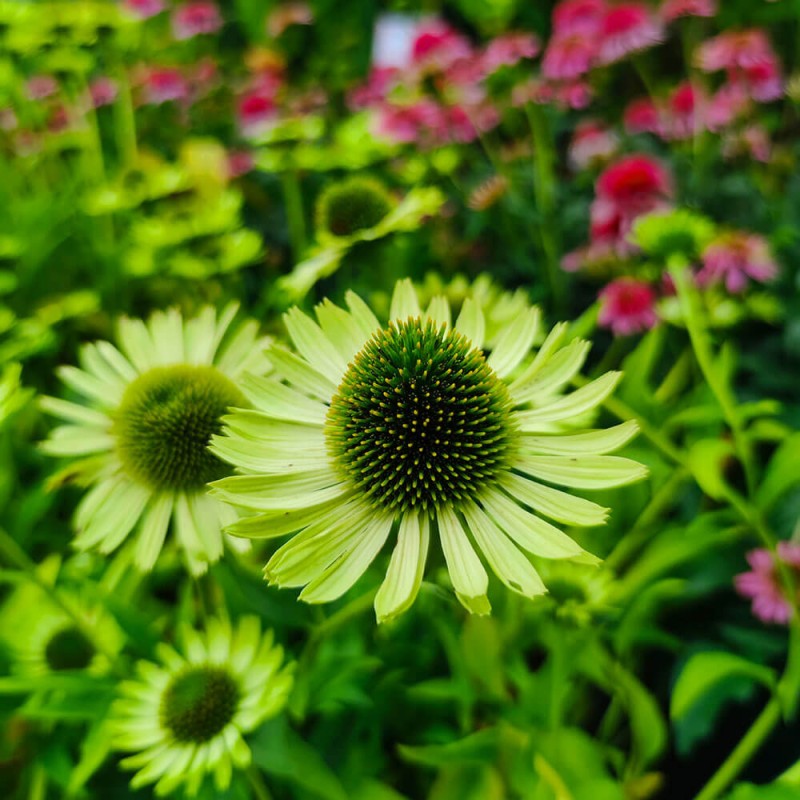Jeżówka Green Jewel (Echinacea) Sadzonka C1.jpg