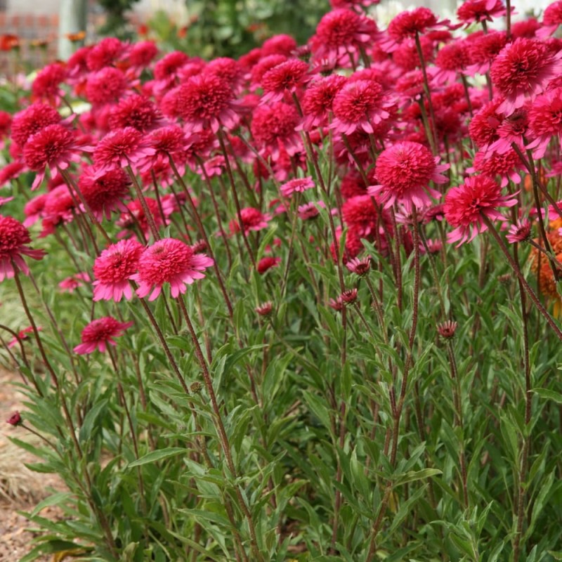 Jeżówka Eccentric (Echinacea) Sadzonka C1.jpg