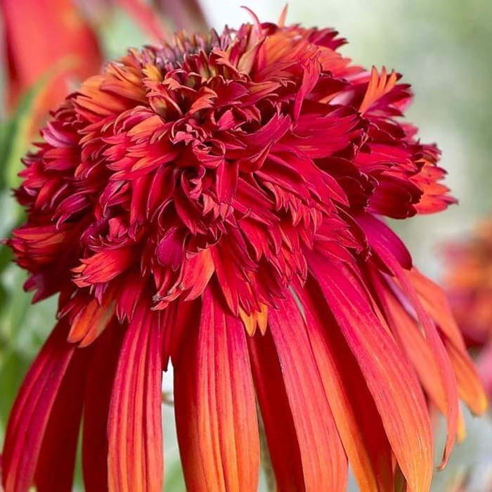 Jeżówka Eccentric (Echinacea) Sadzonka C1 (2).jpg