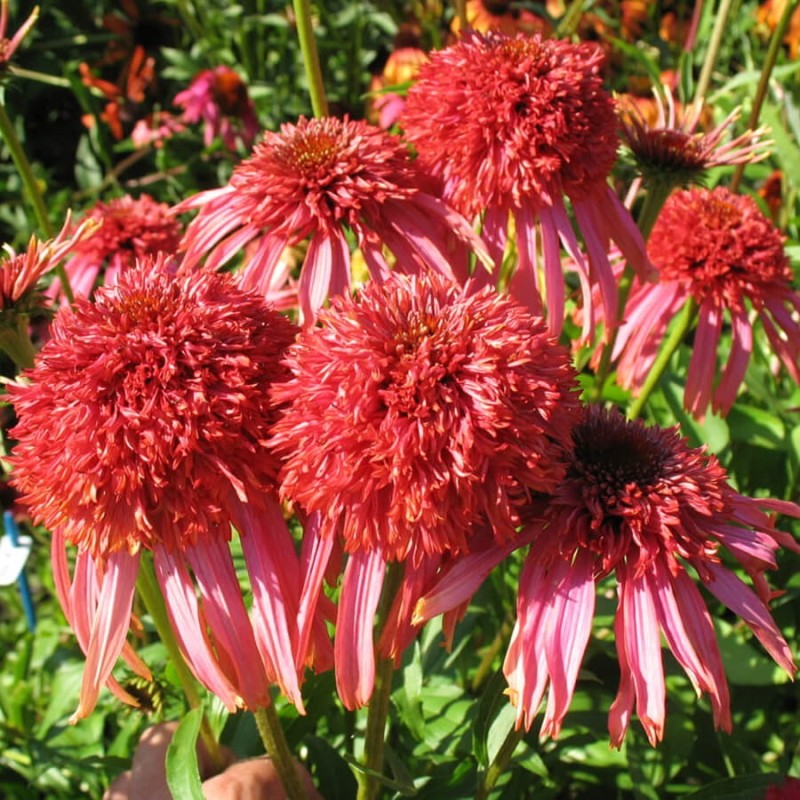 Jeżówka Secret Passion (Echinacea) Sadzonka C1 (2).jpg
