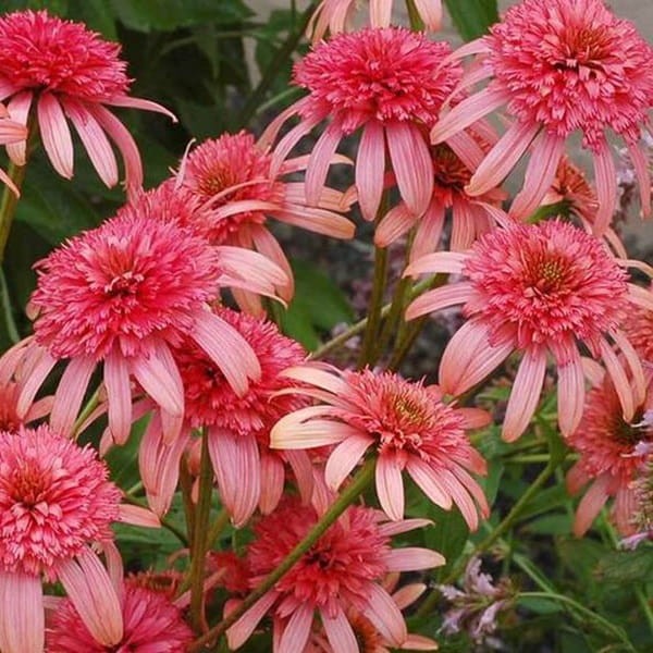 Jeżówka Secret Passion (Echinacea) Sadzonka C1.jpg