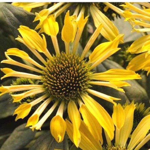 Jeżówka Cornetto Banana sadzonka C1