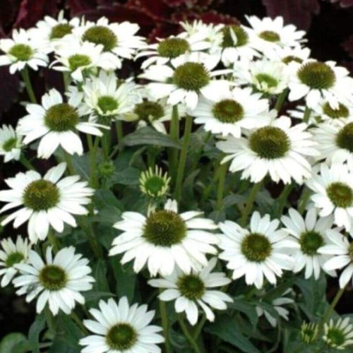 Jeżówka Cornetto Coco sadzonka C1