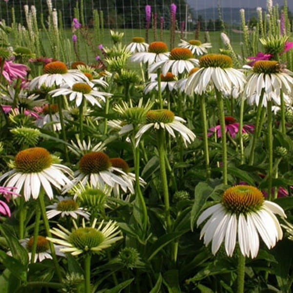 Jeżówka Cornetto Coco (Echinacea) Sadzonka C1 (3).jpg