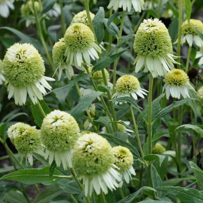 Jeżówka Delicious Nougat (Echinacea) Sadzonka C1 (2).jpg