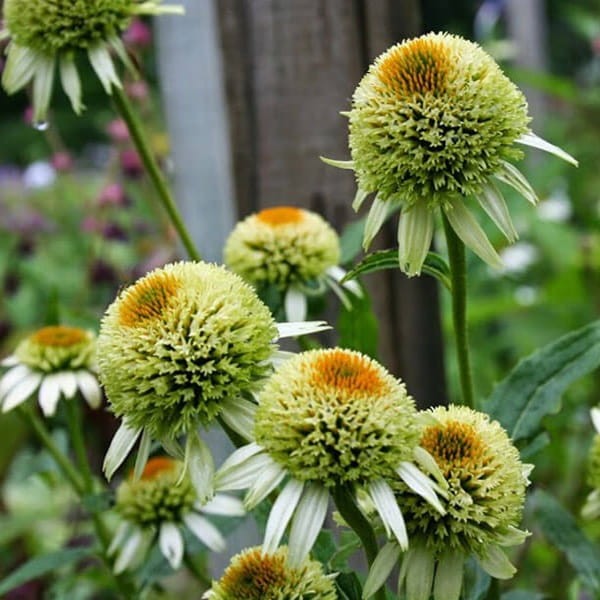 Jeżówka Delicious Nougat (Echinacea) Sadzonka C1 (1).jpg