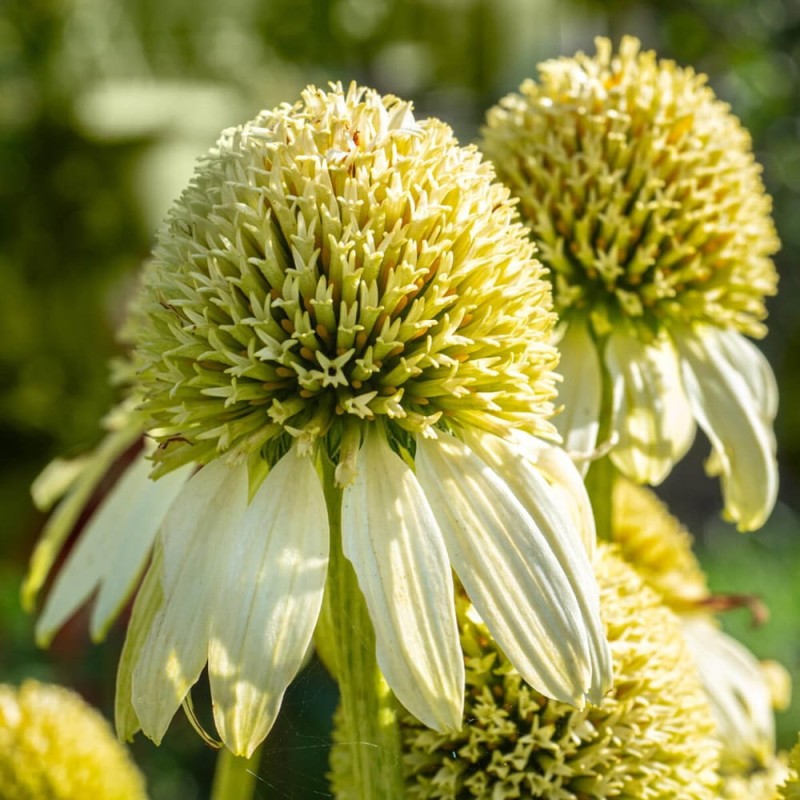 Jeżówka Milkshake (Echinacea) Sadzonka C1 (2).jpg