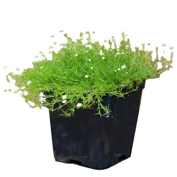 Karmnik ościsty (Sagina subulata) Sadzonka (3).jpg